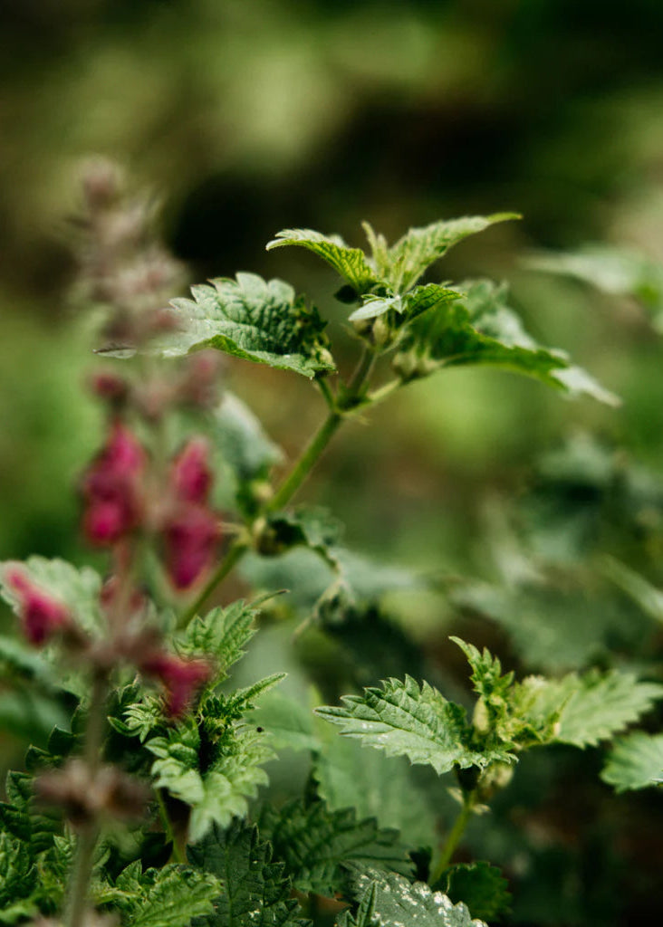 Close-up of a plant with green leaves and pink flowers against a blurred natural background